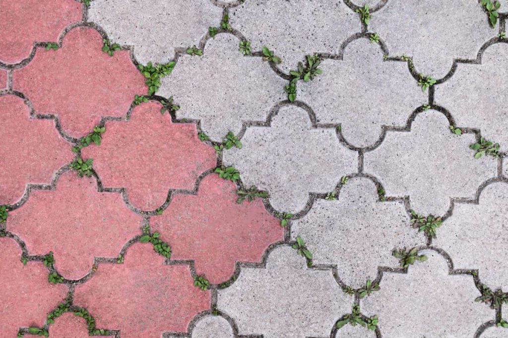 paving block dengan gulma di sela-selanya